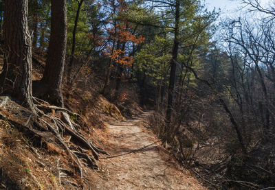 Tree-lined forest walkway