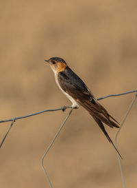 Close-up of bird perching on cable