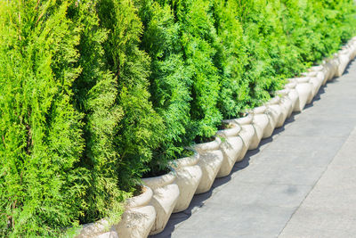 Plants growing in garden