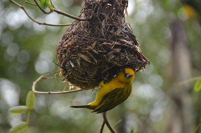 Close-up of bird perching on branch