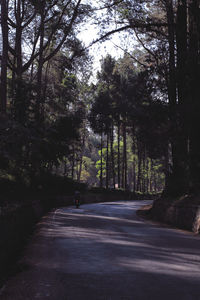 Road amidst trees in forest