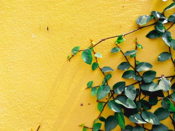 Close-up of plants against yellow wall