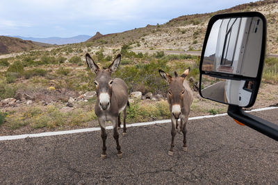 Oatman donkeys on route 66, wild donkeys formerly used in mining.  the united states