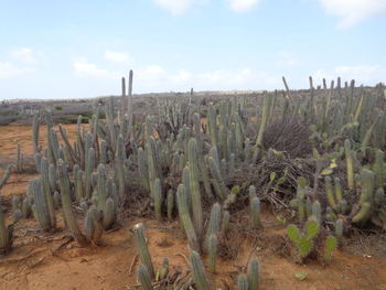 Plants growing on field against sky