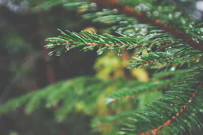 Close-up of green leaves