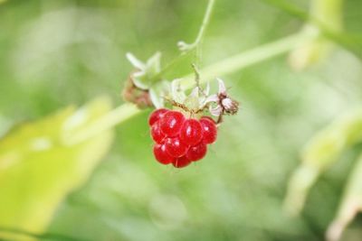 Close-up of red berries on leaf