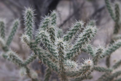 Close-up of succulent plant