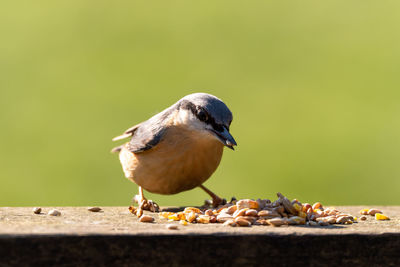 Close-up of bird perching on wood