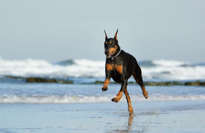 Dog running on beach