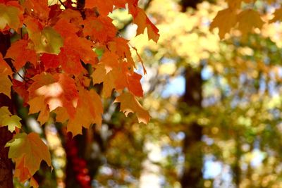 Close-up of leaves on tree