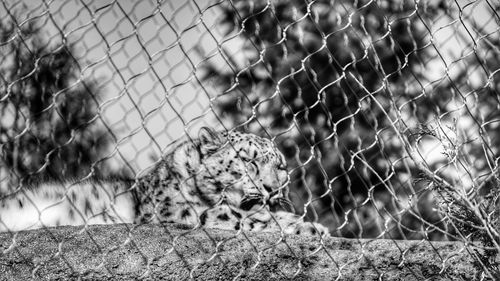 View of cat behind fence in field