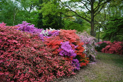 Multi colored flowers on tree