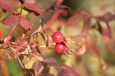 Close-up of red berries growing on tree