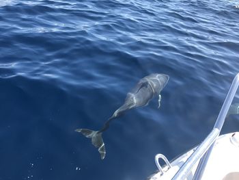 Fish swimming in sea