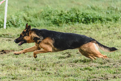 Dog running on field