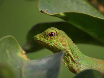 Close-up of a lizard