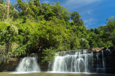 Scenic view of waterfall in forest