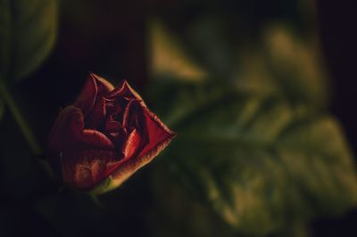 Close-up of red rose