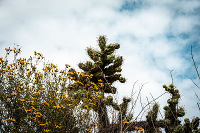 Low angle view of trees against sky