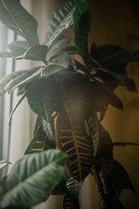 Close-up of leaf on plant