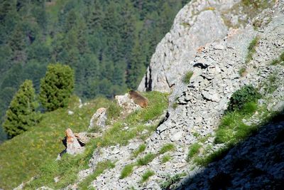 View of marmot on rock