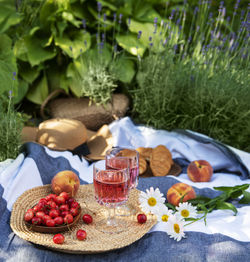 Picnic outdoors in lavender fields. rose wine in a glass, cherries and straw hat on blanket