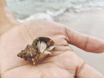 Close-up of human hand holding small shell