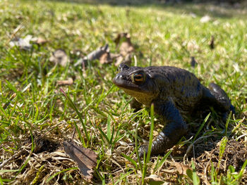 Close-up of a turtle on field