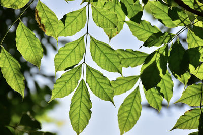 Low angle view of leaves