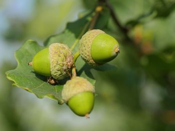 Close-up of fruits on tree