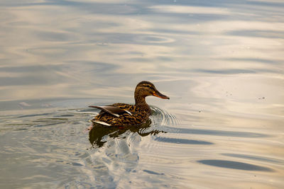 Duck swimming in lake