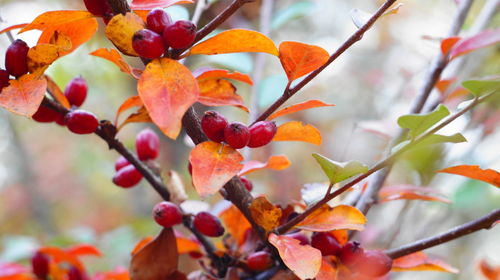Close-up of orange fruits on tree during autumn