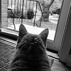 Cat looking away