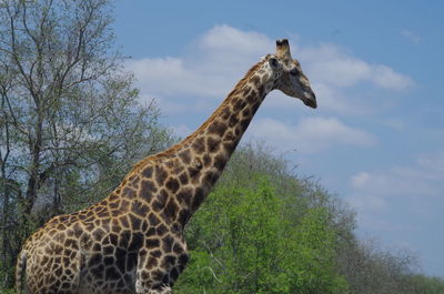 Giraffe standing by tree