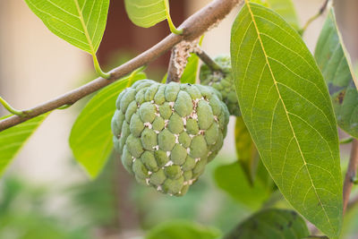 Close-up of fruit growing on plant