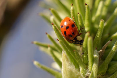 Close-up of invasive ladybug on plant. pest invasion.