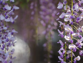 Close-up of purple flowering plant