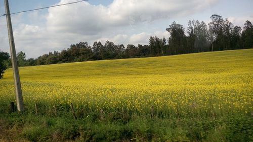 Scenic view of field against cloudy sky