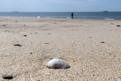 Surface level of seashell on beach