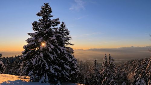 Trees on snow field against sky during sunset