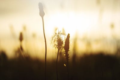 Close-up of stalks in field against sunset sky