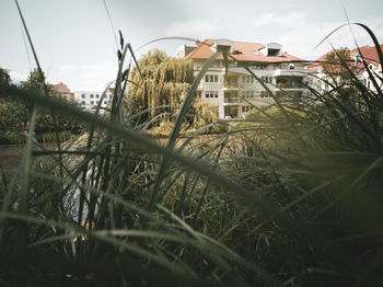 Plants growing on field by building against sky