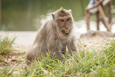 Portrait of monkey against lake