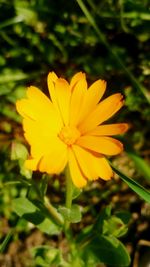 Close-up of yellow flower blooming outdoors