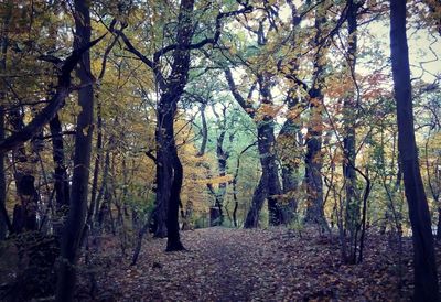 Trees in forest