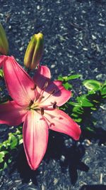 High angle view of pink flower blooming outdoors