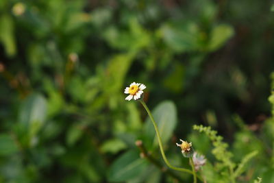 Close-up of white flowering plant