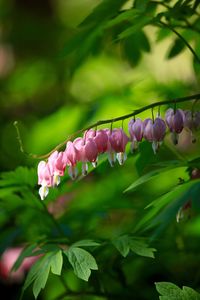 Close-up of pink flowers