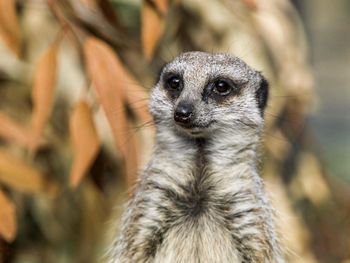 Close-up portrait of meerkat