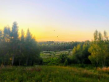 Trees on field against sky during sunset